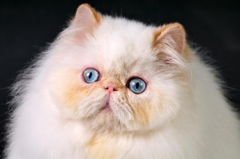 Mèo Ba Tư giống mèo sang chảnh và quý tộc nhất thế giới