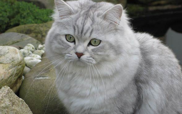 Những điều “con sen” cần biết về mèo Anh lông dài .Mèo ALD - Blog yêu chó cảnh-Giao lưu chia sẻ kinh nghiệm chăn nuôi chó meo