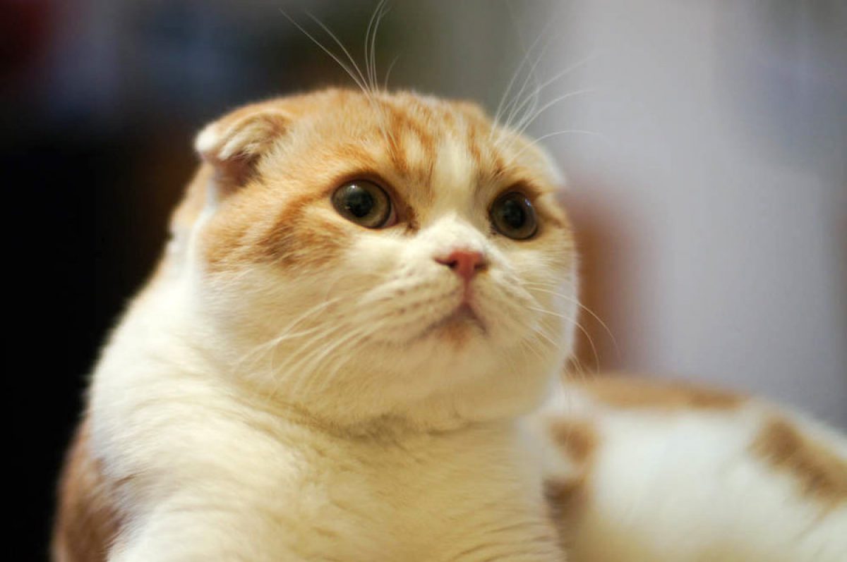 Mèo Tai Cụp – Giống Mèo Đánh Cắp Hàng Triệu Trái Tim Người Yêu Mèo Trên Thế  Giới