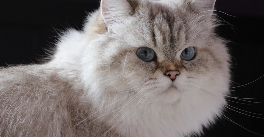 Những điều “con sen” cần biết về mèo Anh lông dài .Mèo ALD - Blog yêu chó cảnh-Giao lưu chia sẻ kinh nghiệm chăn nuôi chó meo