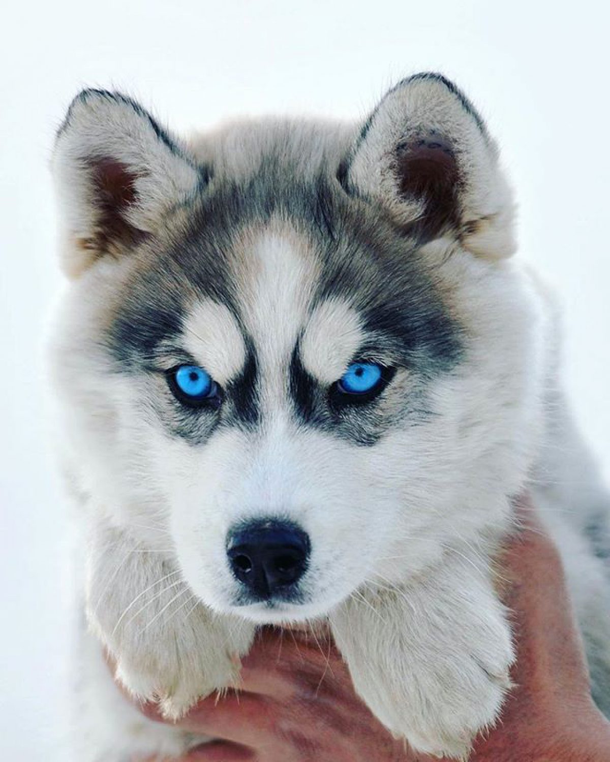 Tại sao chó Husky lại có đôi mắt xanh? - Blog yêu chó cảnh-Giao ...