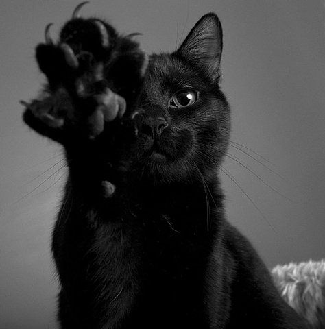 Mèo đen giống mèo ma lực bí ẩn nhất thế giới