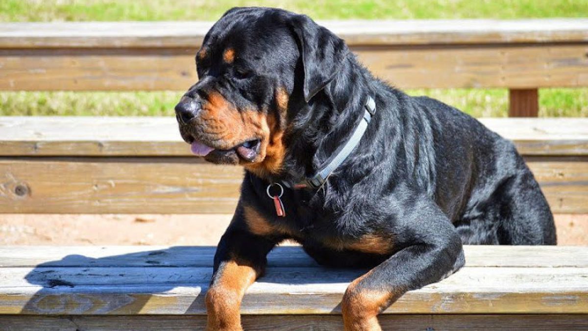 Chó Rottweiler có phù hợp nuôi trong gia đình không? - Blog yêu ...