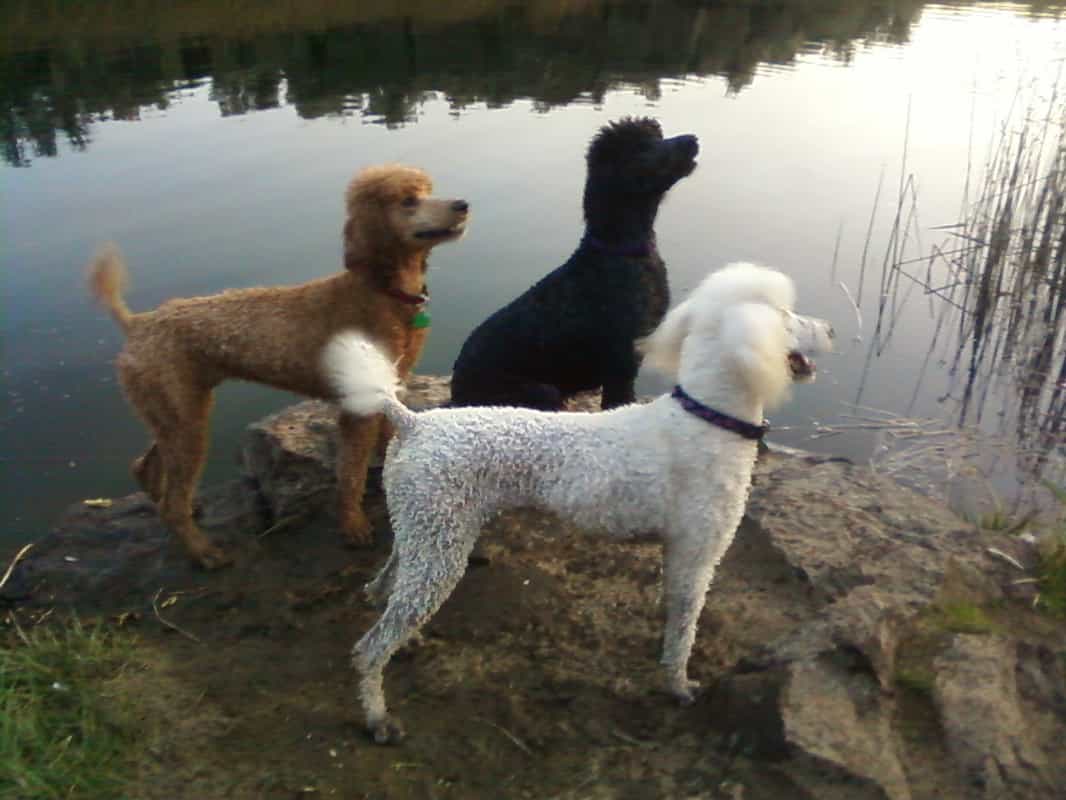 3 chú chó poodle bên hồ