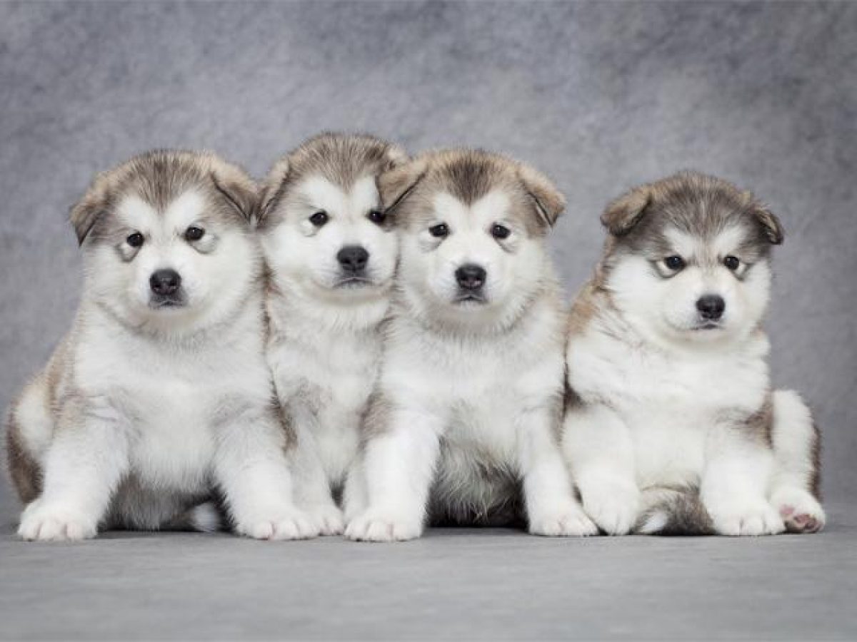 Hình ảnh những chú chó Alaska đẹp nhất