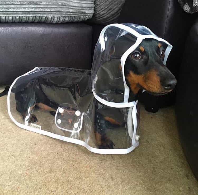 Áo mưa dành riêng cho chó