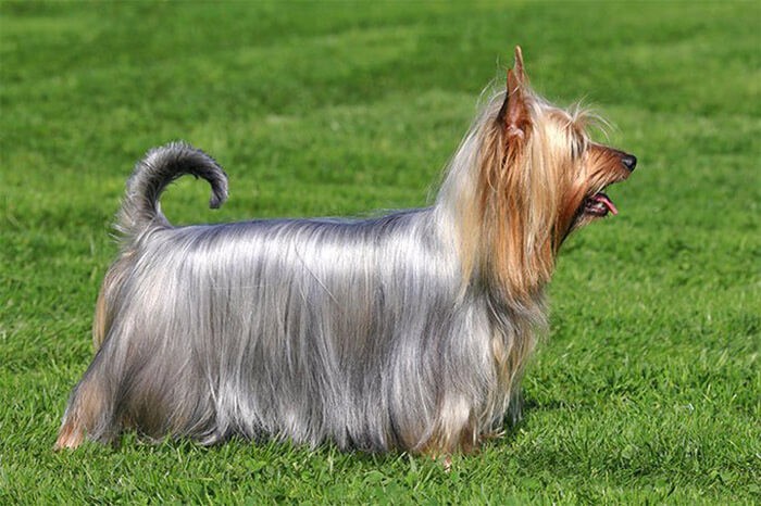 Australian Silky Terrier có bộ lông mượt mà và ít khi rụng
