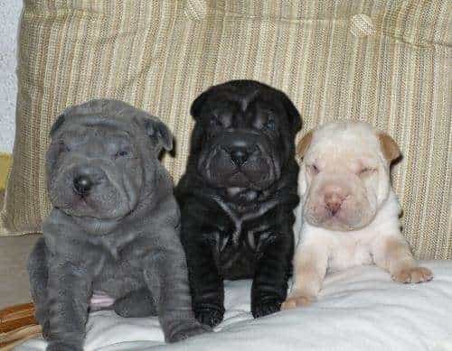 ba chú chó với ba màu lông khác nhau