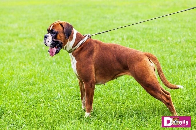 Bán chó boxer - Dogily Petshop 1