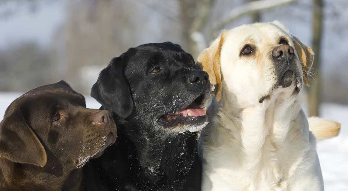 Bán chó Labrador các màu