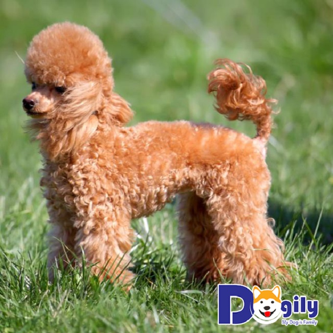 Bé Chó Miniature Poodle siêu đáng yêu