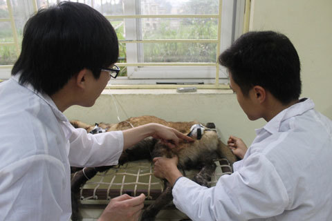 Bệnh viện chó mèo đặc biệt ở Hà thành
