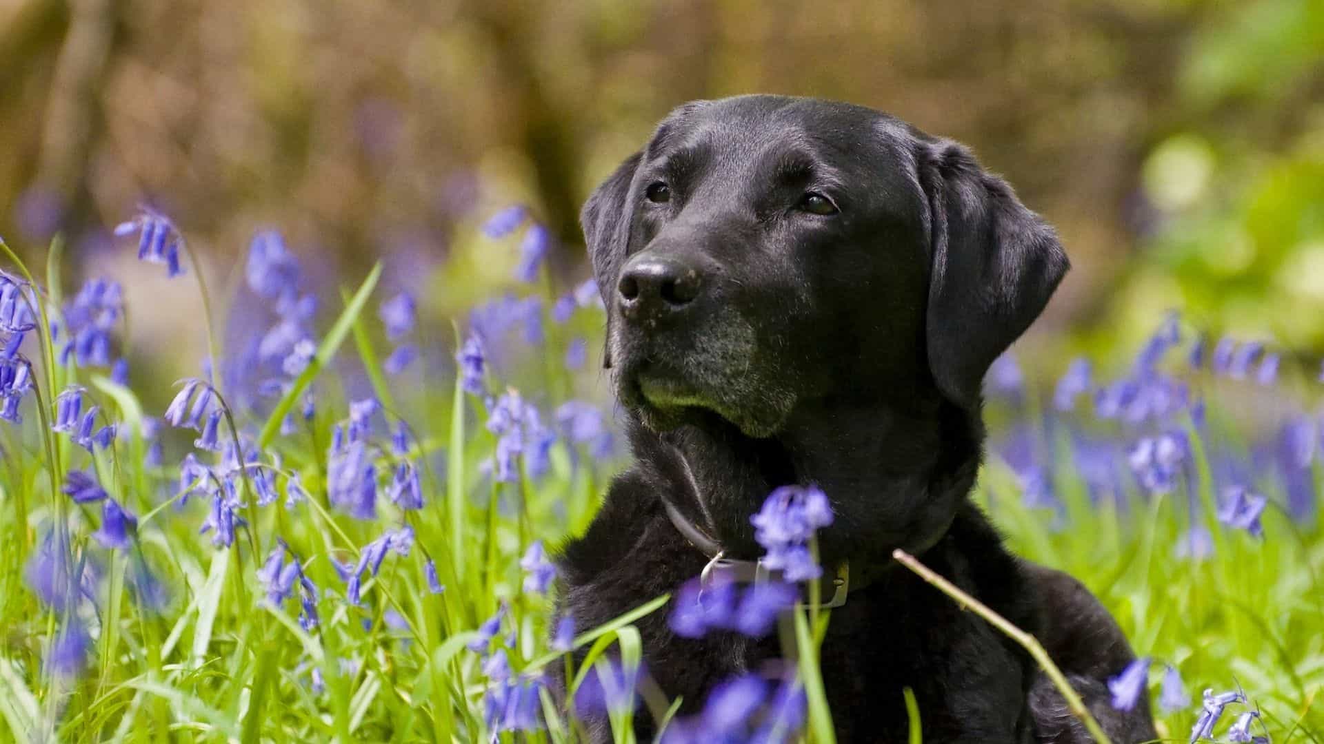 Black Labrador nằm trên bụi hoa