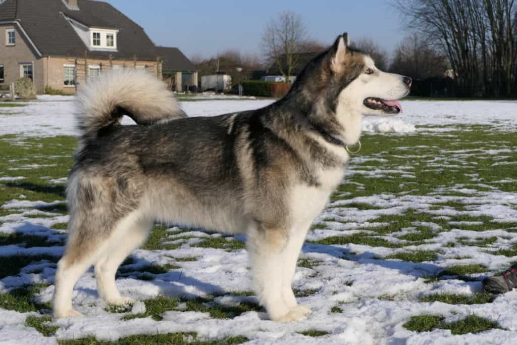 Bộ lông chó Alaska có cấu tạo 2 lớp