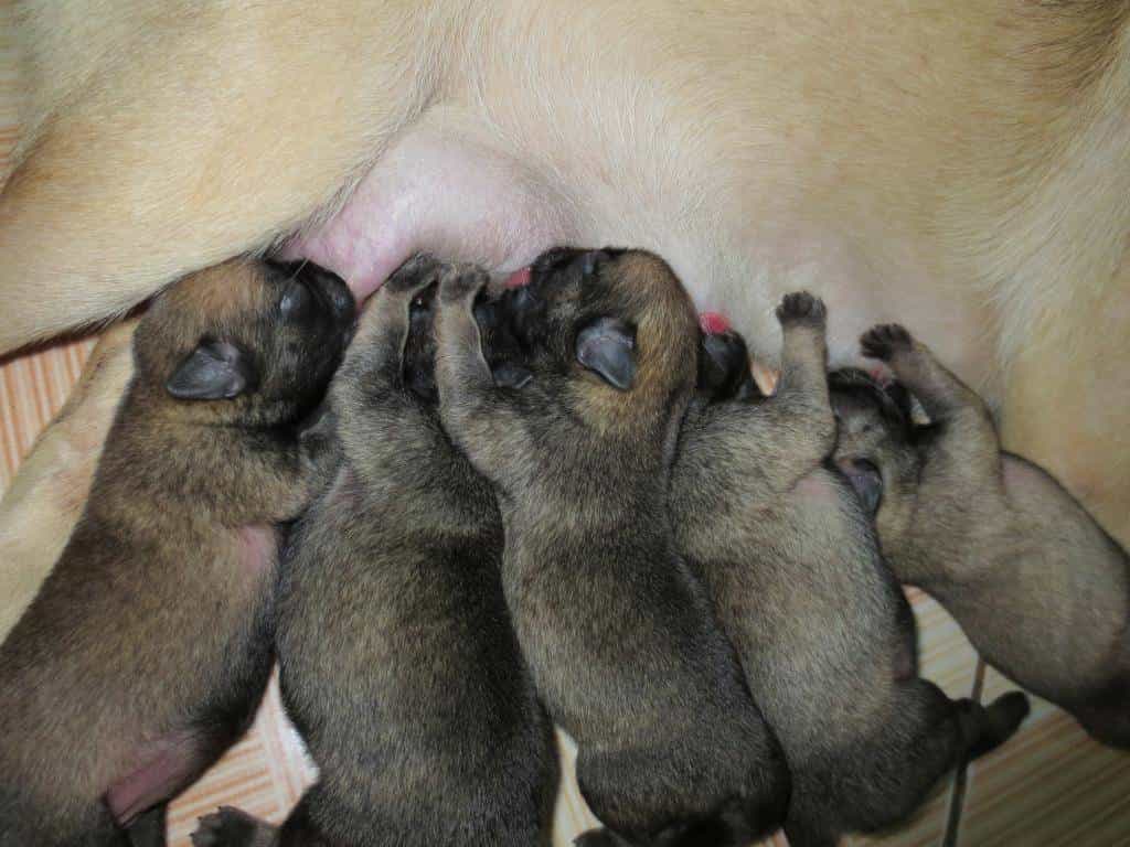 Cách chăm sóc chó Pug khi mang thai