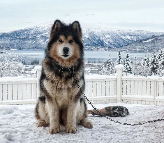Cạo lông có giúp cơ thể chó Alaska mát mẻ hơn?