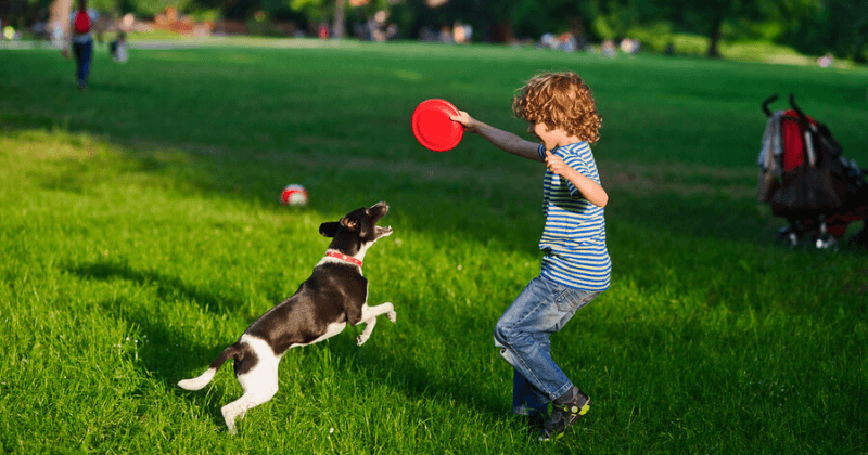 Cậu bé chơi ném đĩa với chú chó trên bãi cỏ