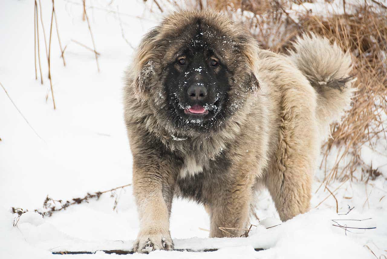 Caucasus là một loài chó hung ác có bề dày lịch sử