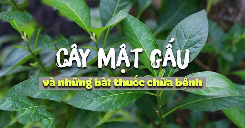 Cay Mat Gau Co Tac Dung Chua Benh Gi