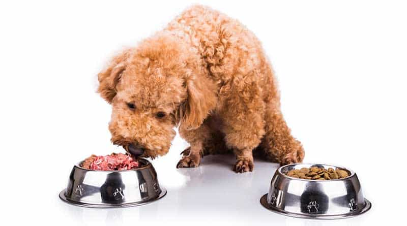 chế độ dinh dưỡng của chó poodle 6 tháng tuổi