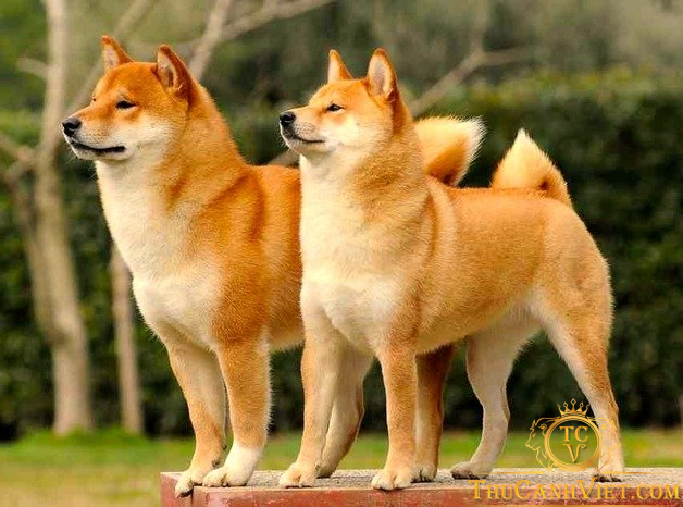 Chó akita - Giống chó hoàng gia