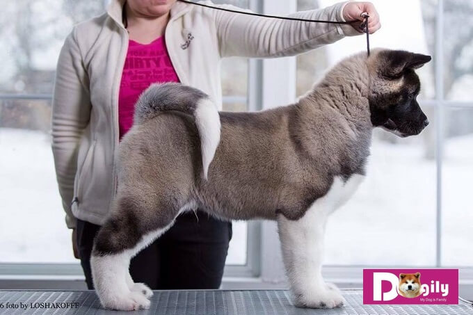 Chó akita mỹ được chính thức công nhận năm 1955 bới Câu lạc bộ chó giống Mỹ (AKC).