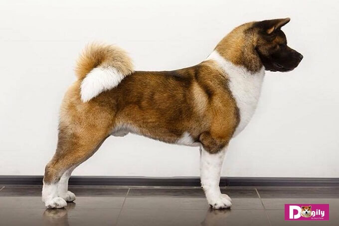 Chó Akita Mỹ (hay còn gọi là American Akita) có nguồn gốc từ chó Akita Inu (Nhật Bản). Được người Mỹ lai tạo tại Hoa Kỳ sau Thế chiến II.