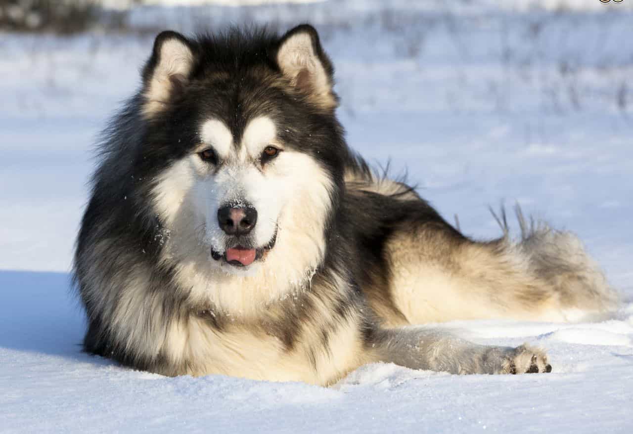 Chó Alaska là giống chó kéo xe ở vùng Alaska
