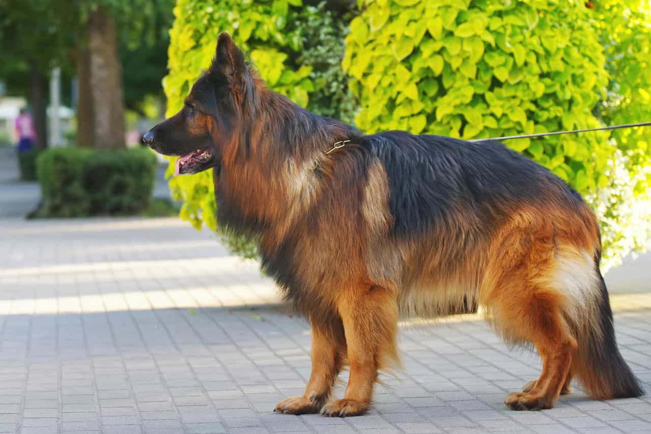 Chó Becgie Đức GSD có giá ~ 5000 đô