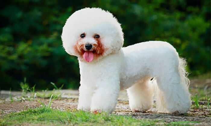 Chó Bichon Frise có bộ lông được cắt tỉa đẹp