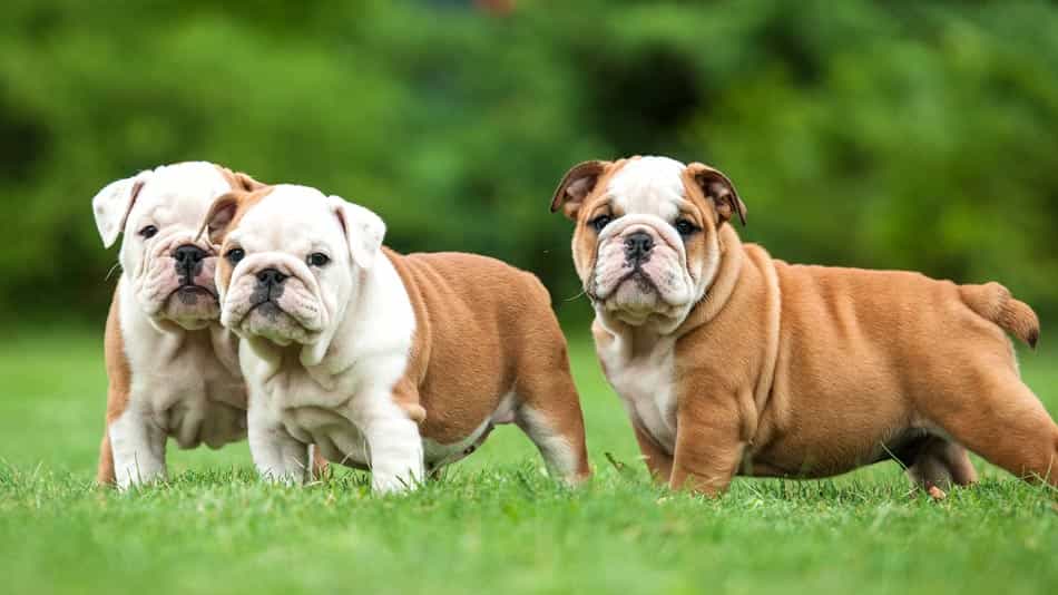 Chó Bulldog Anh có giá từ 5.000-7.000 USD