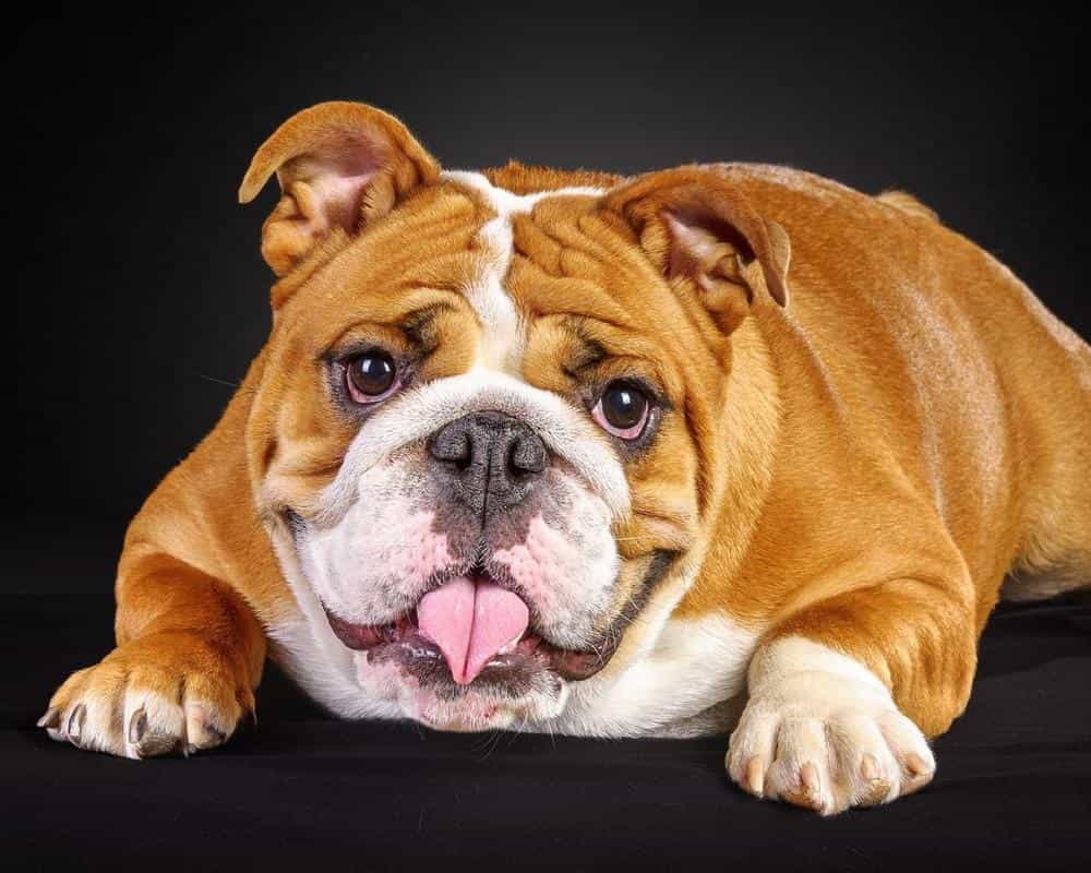 Chó bulldog Anh lông vàng