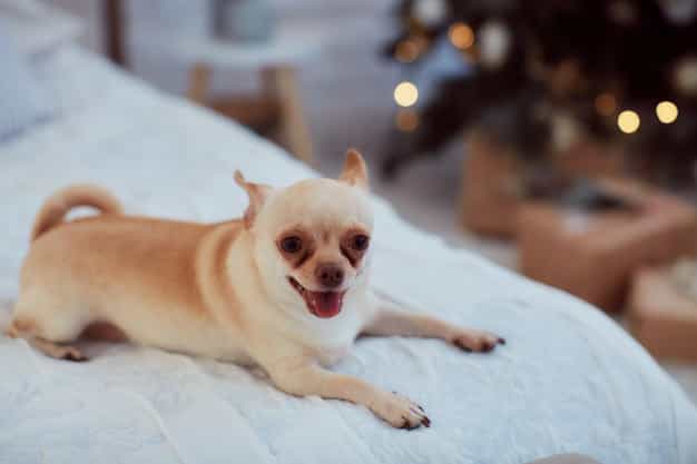 Chó Chihuahua đẹp