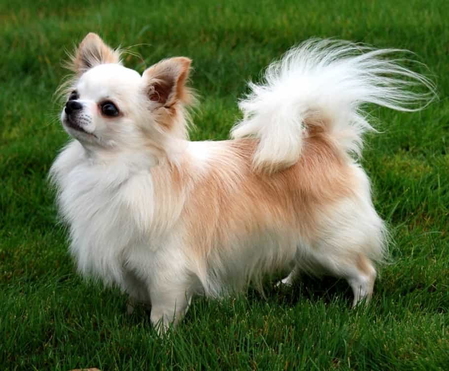 chó Chihuahua lông dài