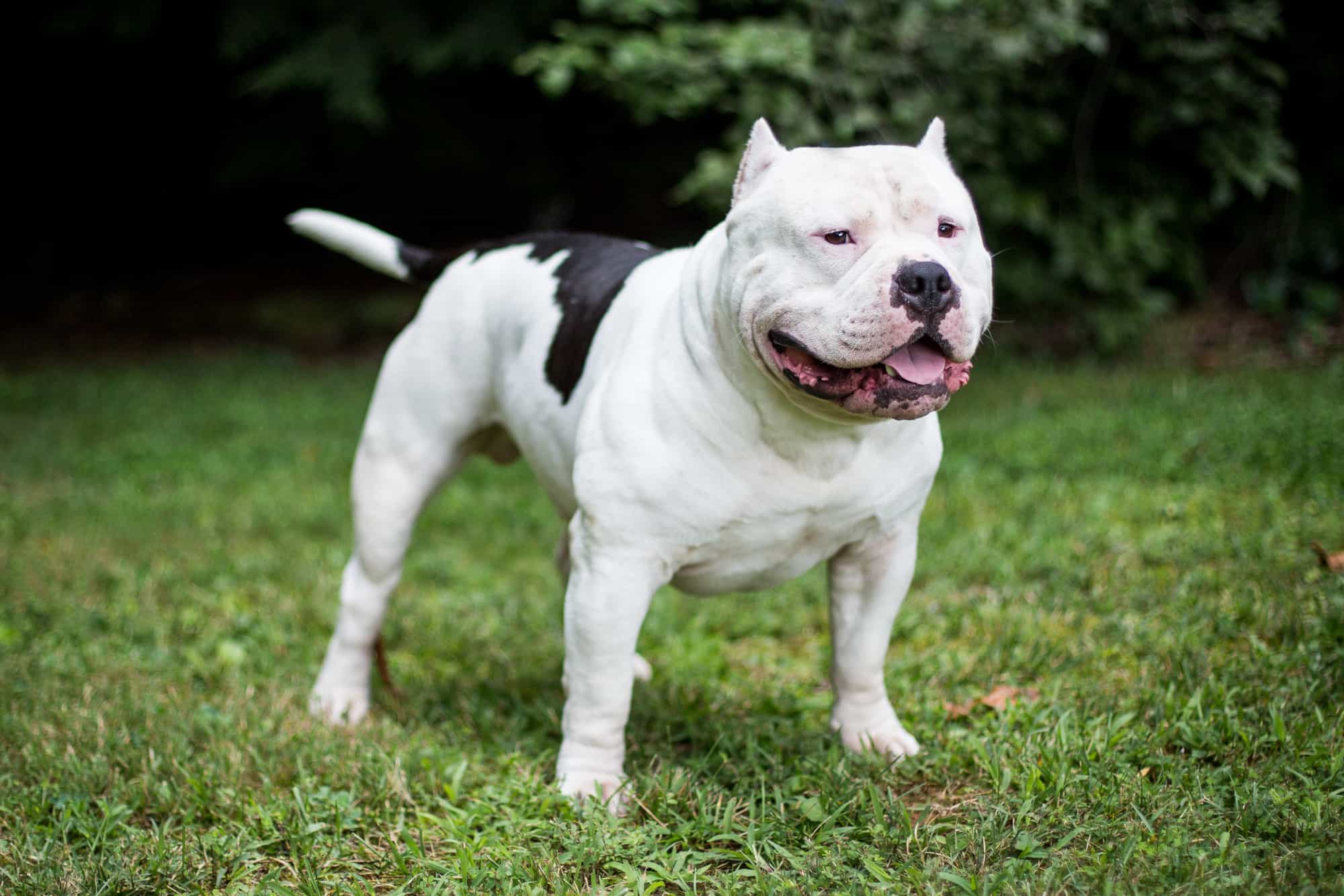 Cho chó Pitbull tập luyện mỗi ngày để phát triển cơ bắp
