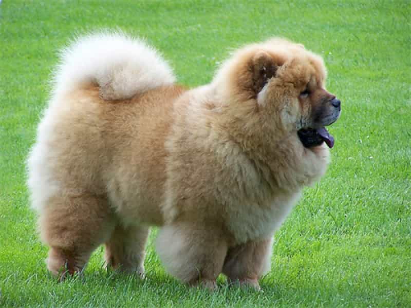 Chó Chow Chow có giá ~3000-4000 đô