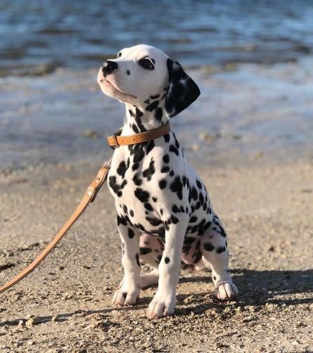 chó Dalmatian bên bờ biển