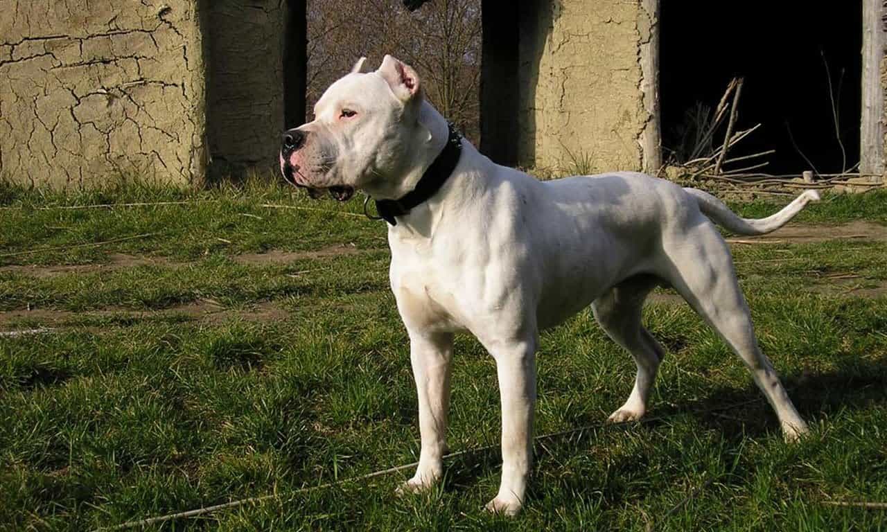 Chó Dogo Argentino có đặc điểm gì