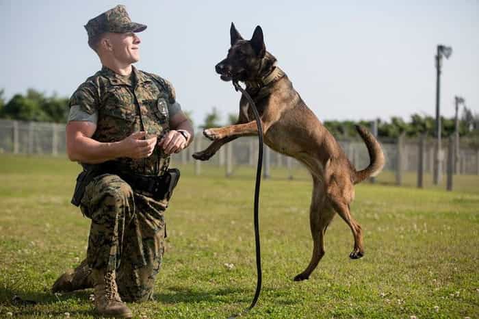 Chó được huấn luyện sủa theo hiệu lệnh