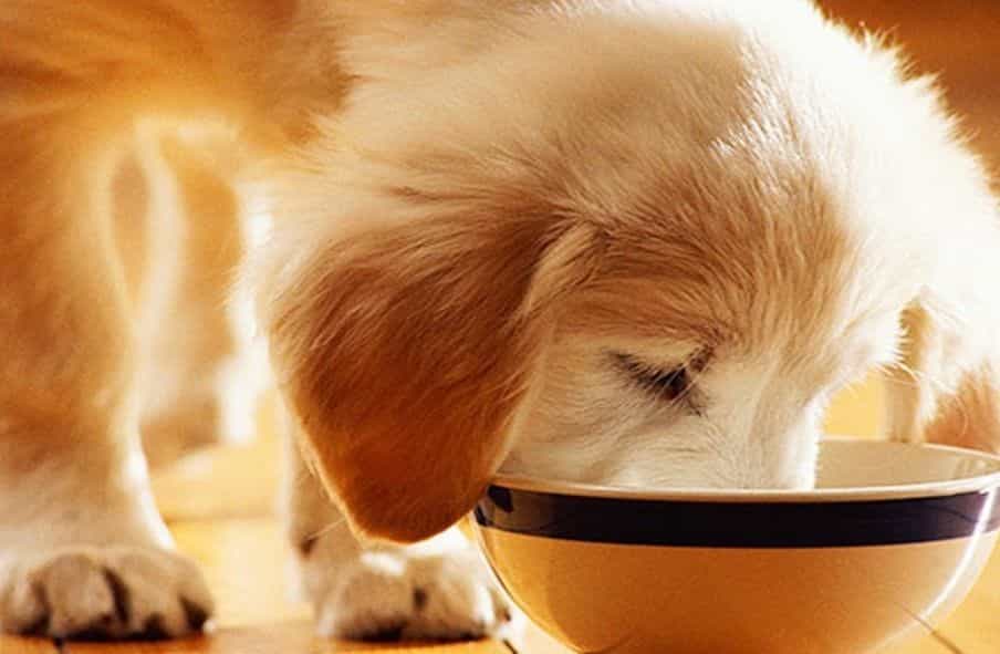 Chó Golden con đang ăn cơm trong tô