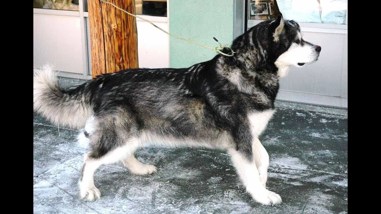 Chó Husky và Alaska có nhiều điểm tương đồng