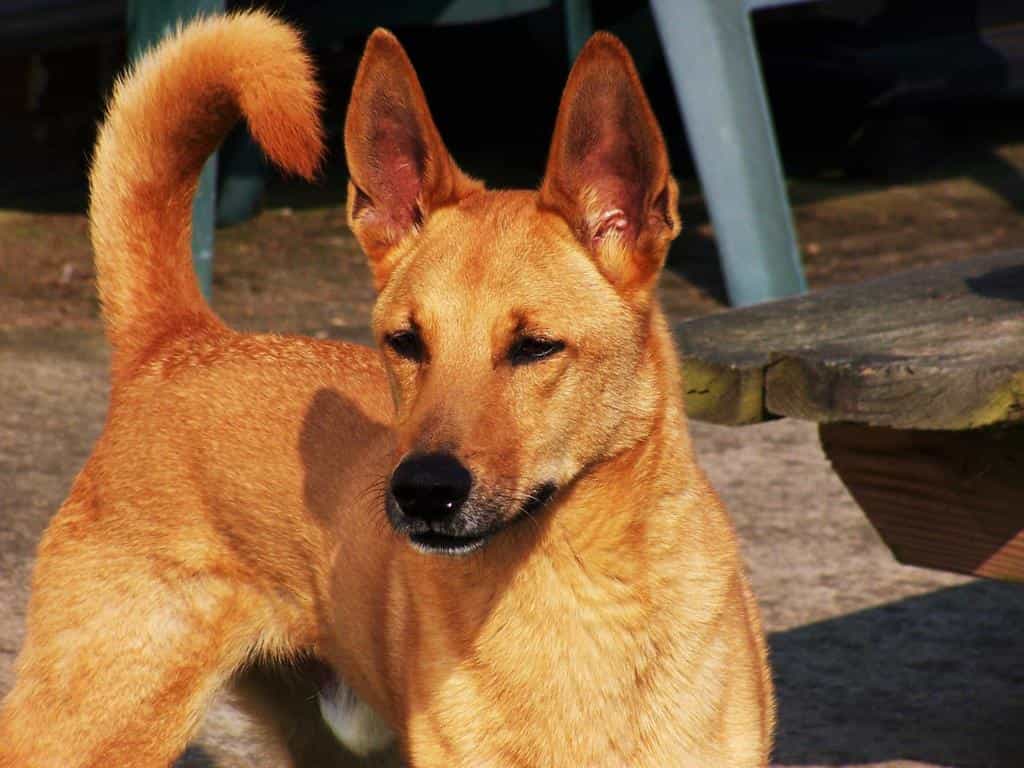 Chó Lài