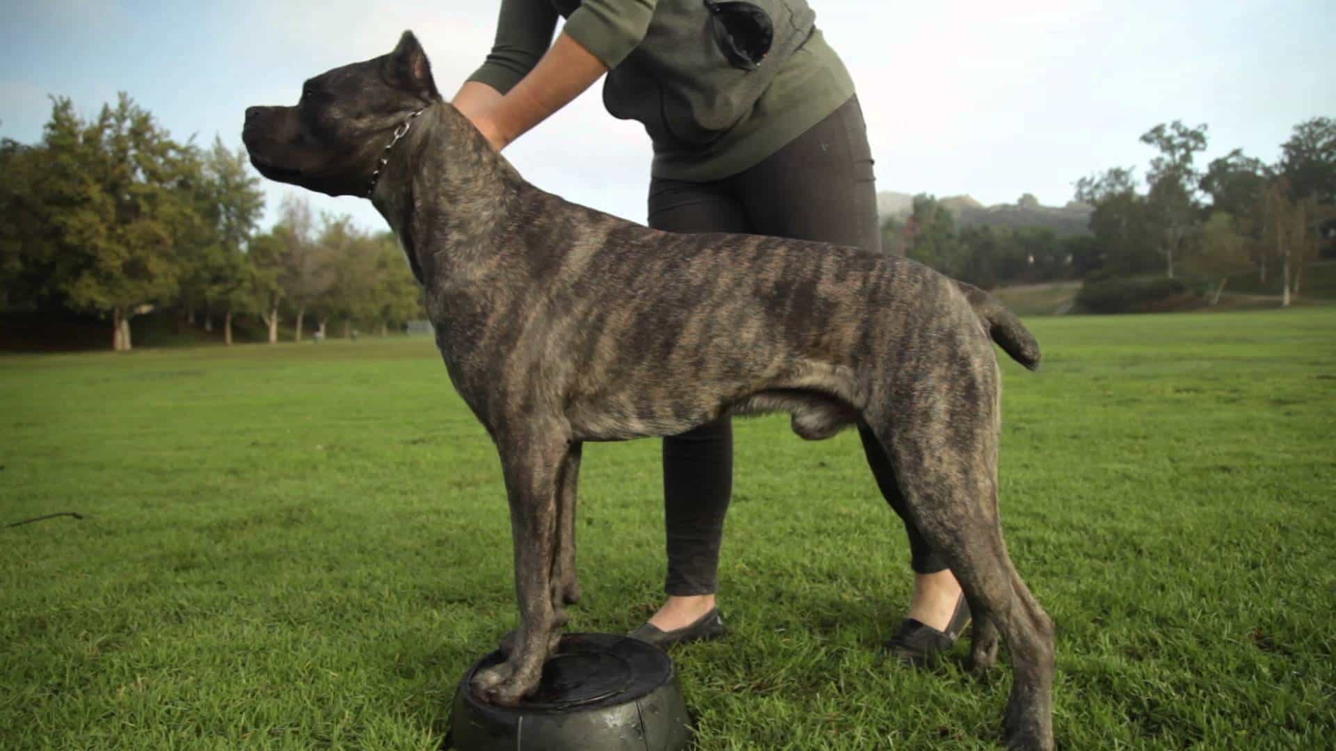 Chó Ngao Ý được huấn luyện