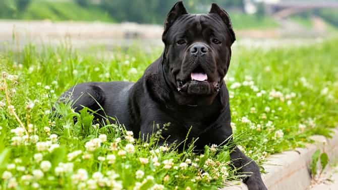 Chó Ngao Ý giữa đồng hoa