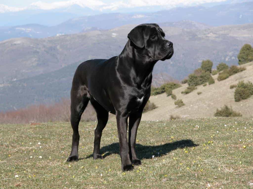 Chó Ngao Ý trên thảo nguyên