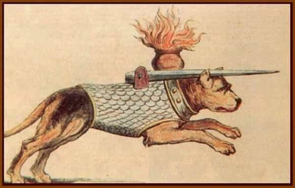 Chó Ngao Ý trong lịch sử