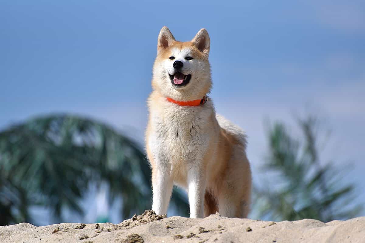 Chó Nhật Akita có giá ~4.500 USD