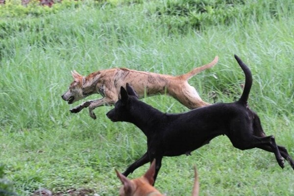 Chó Phú Quốc săn mồi