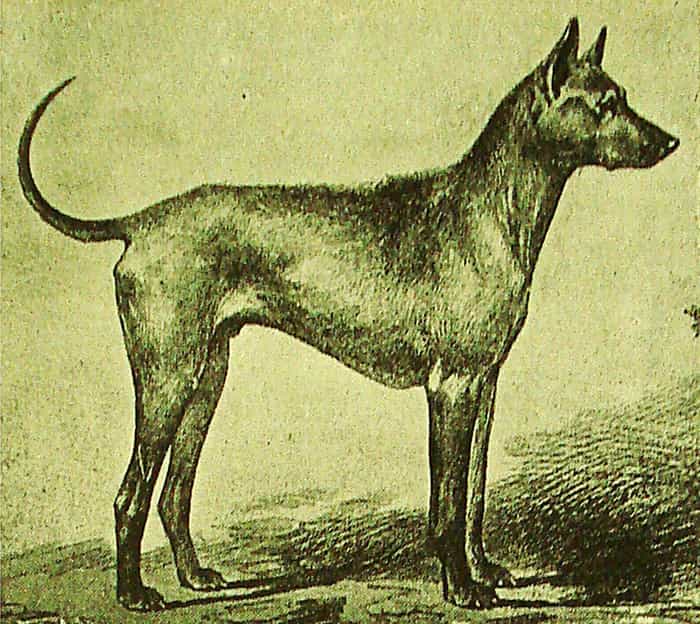 chó Phú Quốc xuất hiện từ 400 năm trước