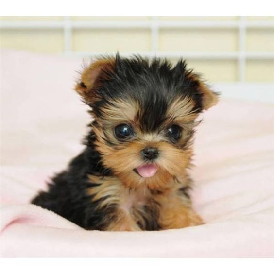 Chó Poodle sinh ra tại Việt Nam